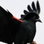 Profile picture of Blackbird